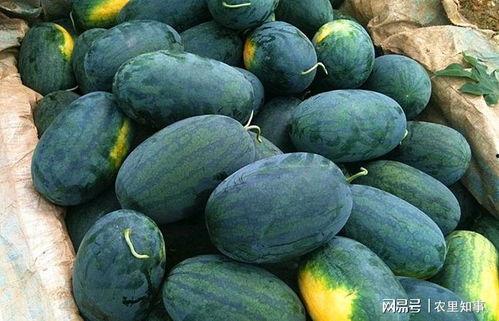 吃瓜黑料精品一区 热门大瓜有哪些,热门大瓜盘点